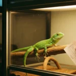 Assurance reptile : serpent, tortue et lézard sont-ils couvrables