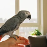 Assurance perroquet et oiseaux exotiques : couverture et limites