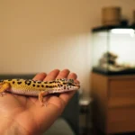 5 reptiles domestiques idéaux pour les débutants