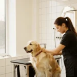 Trouver un toilettage pour chien près de chez soi