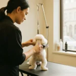 Toilettage chien à Toulouse : comparatif des salons