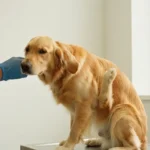 Eczéma du chien : reconnaître les lésions et savoir quand consulter