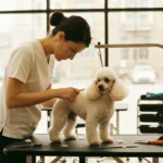 Devenir toiletteur canin : formations, durée et débouchés réels