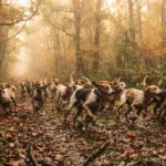 Races de chiens de chasse : le guide par type de gibier et de terrain