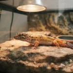 Adopter un reptile domestique : les espèces adaptées aux débutants