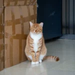 Croquettes pour chat en grande surface : que valent les marques d’enseigne ?
