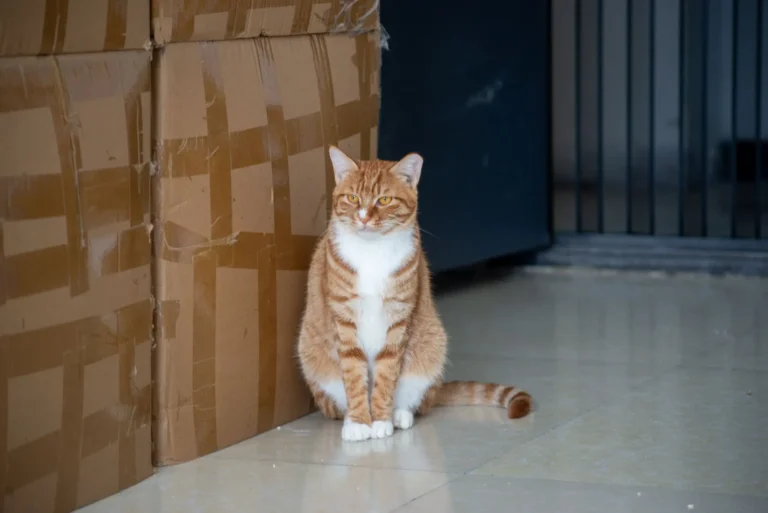 Croquettes pour chat en grande surface : que valent les marques d’enseigne ?