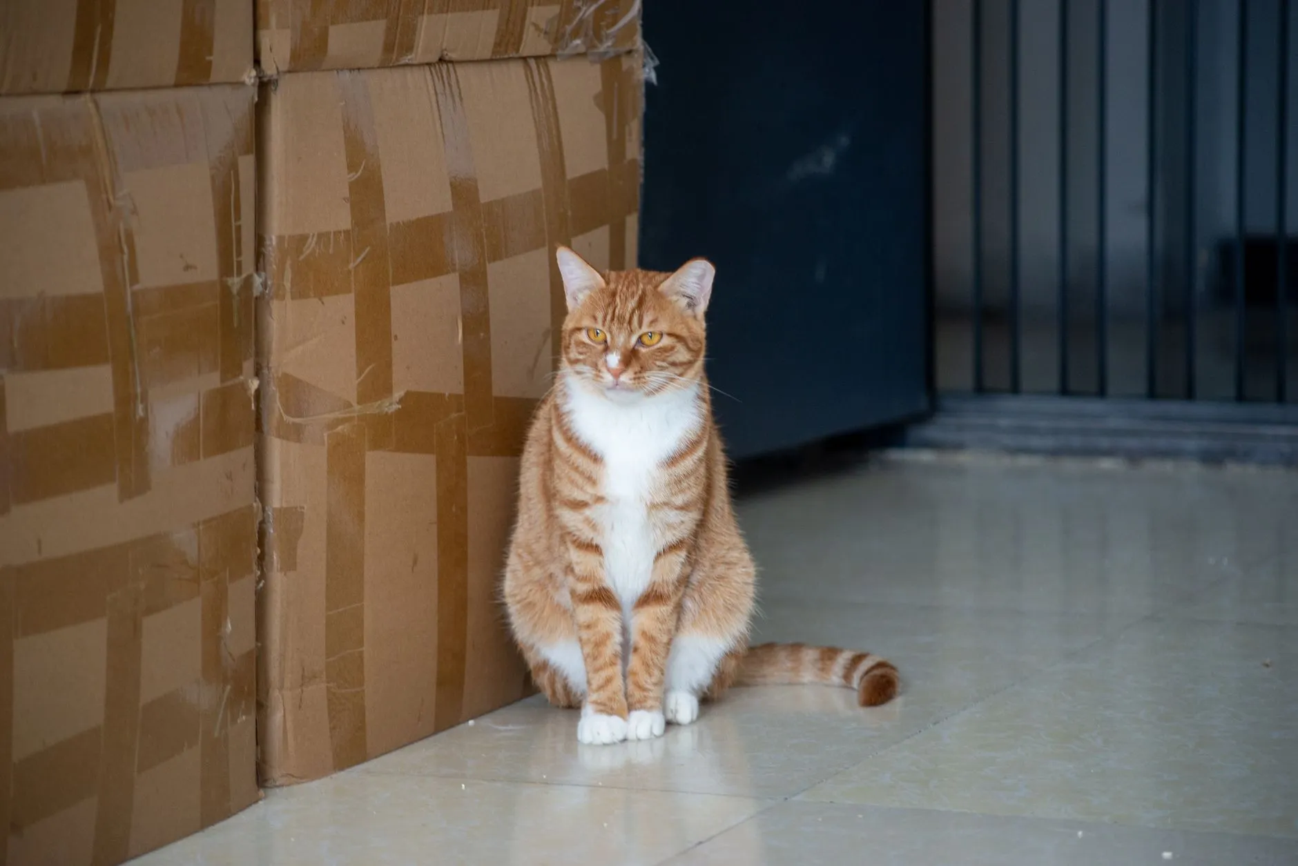 La composition des croquettes pour chat en grande surface varie fortement selon les gammes et les marques