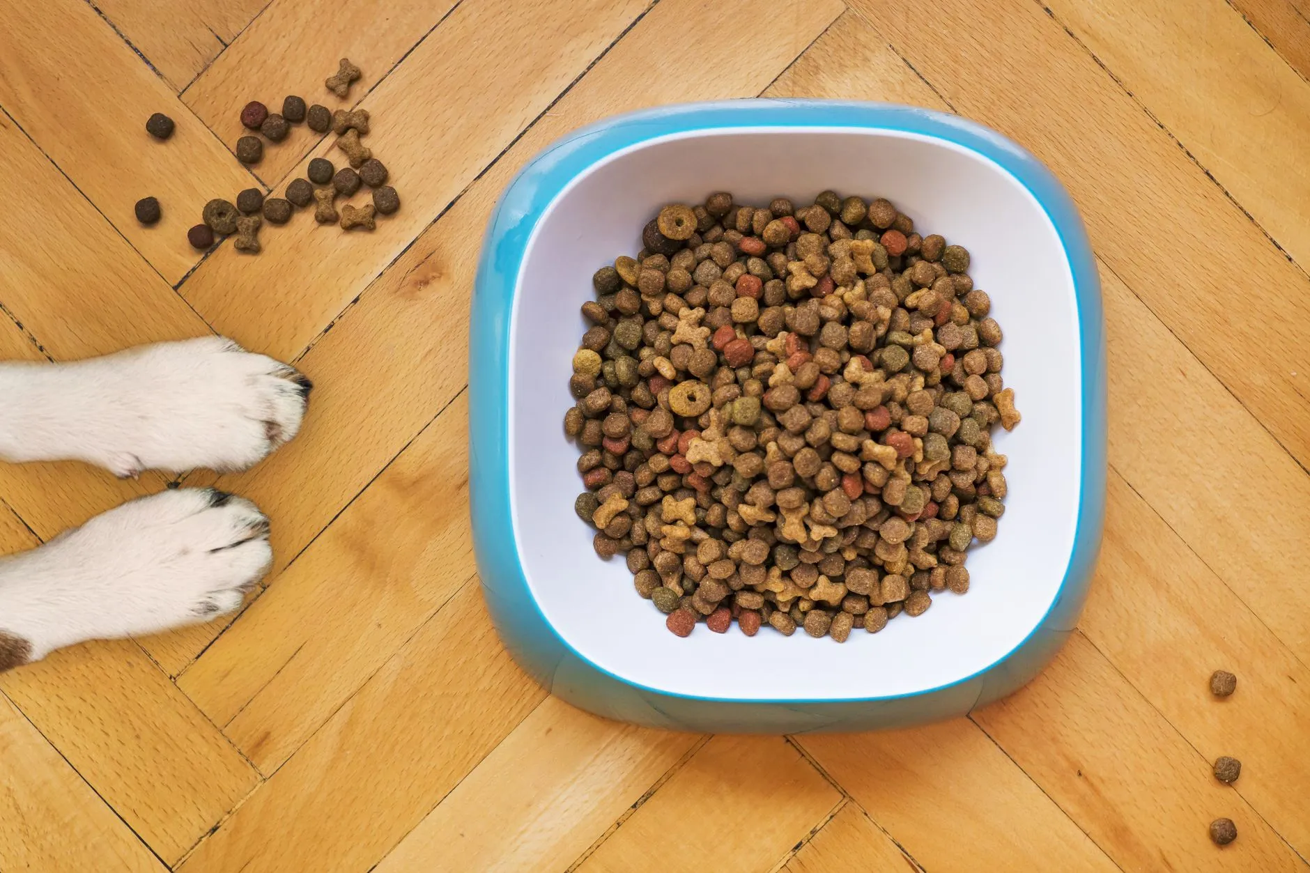 Croquettes Pro Plan pour chien : ce que dit la composition