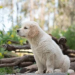 Mutuelle pour chien sans délai de carence : ce qui existe vraiment