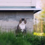 Croquettes pour chat diabétique : composition et suivi indispensable