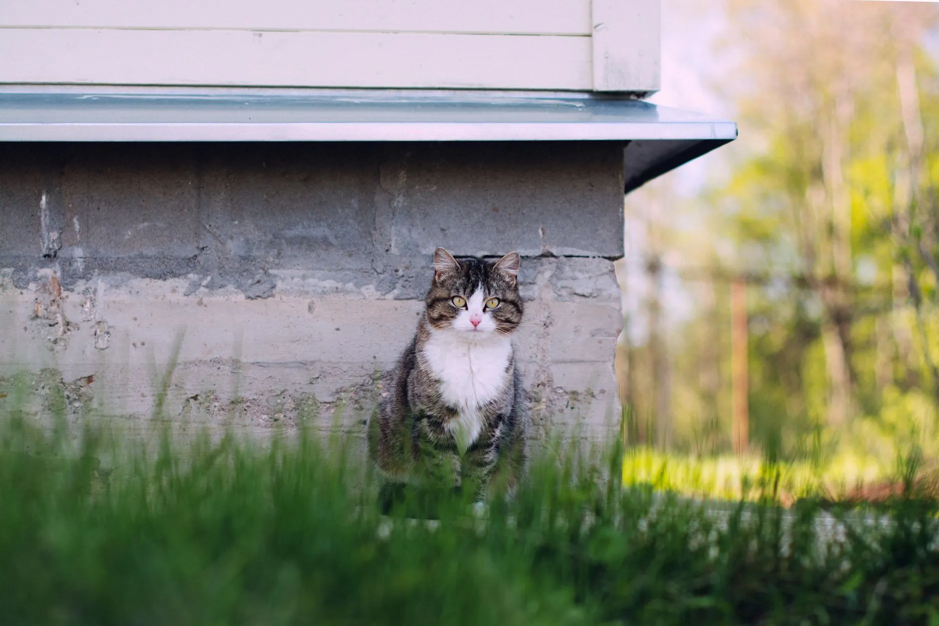 Un chat domestique devant sa gamelle de croquettes adaptées à son régime alimentaire