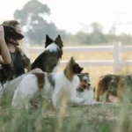 Races de chien entre 15 et 20 kg : lesquelles pour quel mode de vie