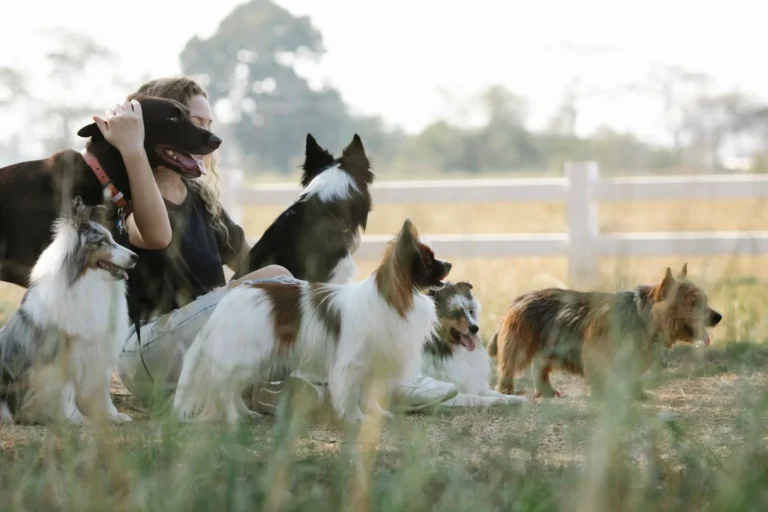 Races de chien entre 15 et 20 kg : lesquelles pour quel mode de vie