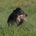 Races de chien entre 20 et 25 kg : les profils et leurs besoins