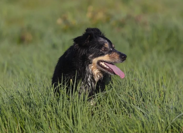 Races de chien entre 20 et 25 kg : les profils et leurs besoins