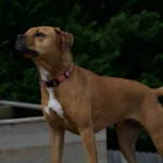 Races de chien entre 25 et 30 kg : ce que ce gabarit implique au quotidien