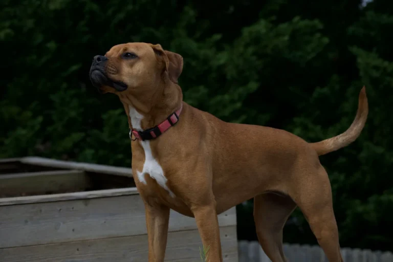 Races de chien entre 25 et 30 kg : ce que ce gabarit implique au quotidien