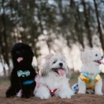 Races de chien entre 5 et 10 kg : le comparatif par tempérament
