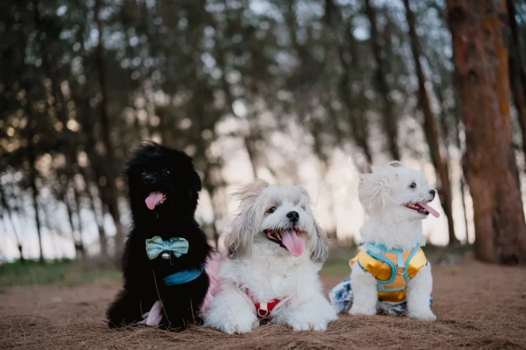 Races de chien entre 5 et 10 kg : le comparatif par tempérament