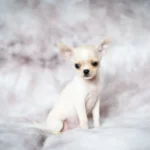 Races de chien de moins de 5 kg : fragilités et précautions vétérinaires