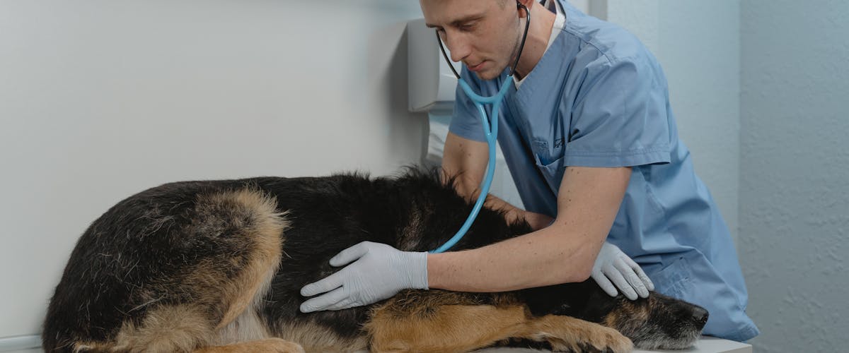 Vétérinaire examinant un animal de compagnie