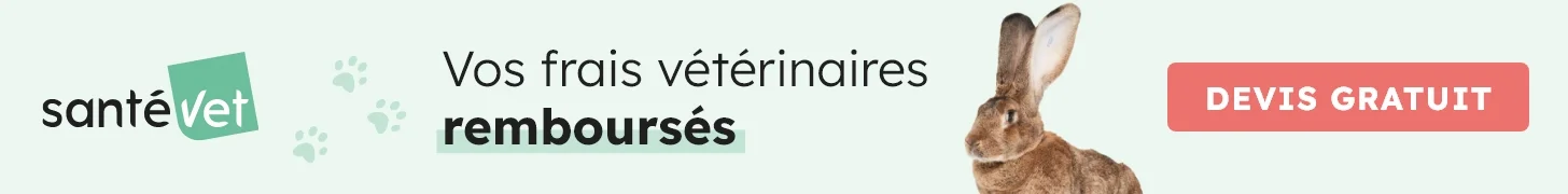 Santévet : obtenez un devis d'assurance pour votre animal